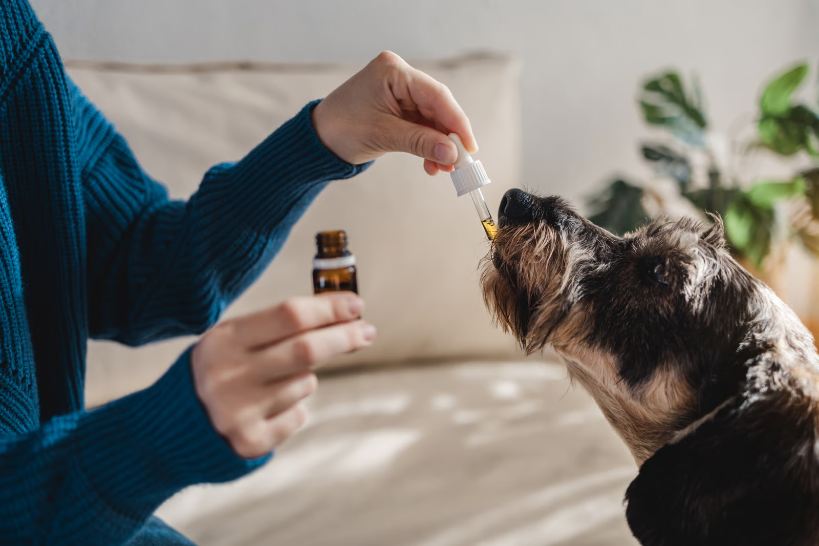 Natural Wellness Options for Dogs: Oils, Seeds, and Daily Support